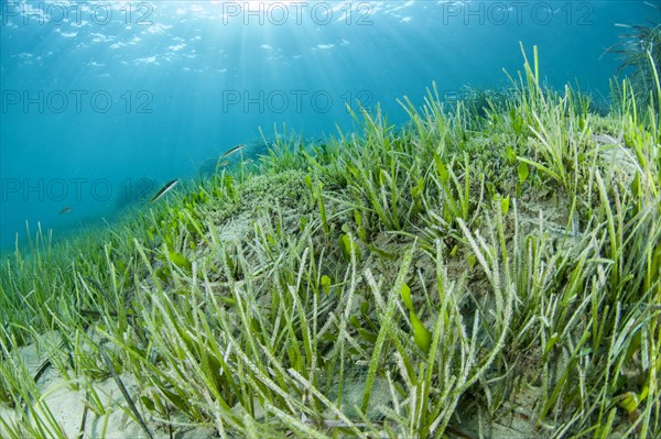 Cymodocea nodosa seagrass meadow with green alga Caulerpa prolifera
