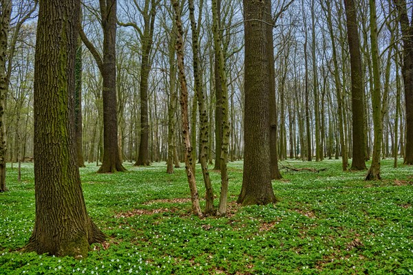 The Lasker Auenwald nature reserve in the Sorbian settlement area in spring