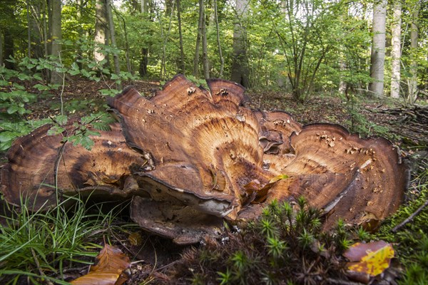 Giant polypore