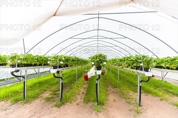 Strawberry fram in a greenhouse