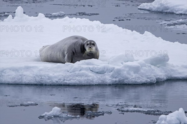 Bearded seal