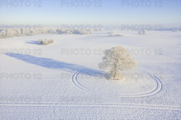 Aerial view over solitary common oak