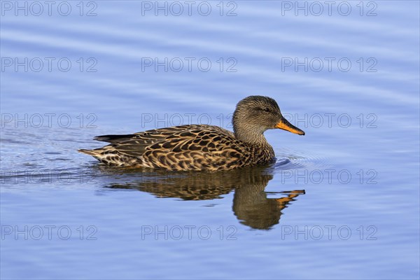 Gadwall