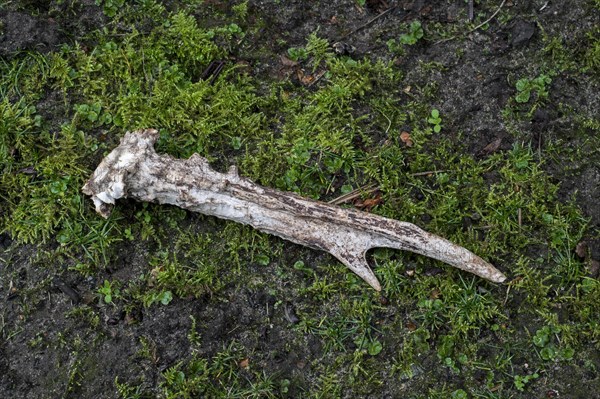 Shed antler of European roe deer