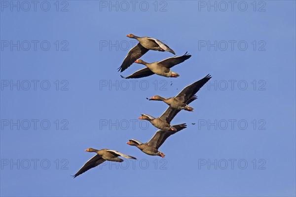 Migrating greylag goose