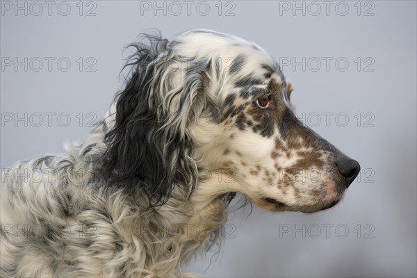 English Setter dog