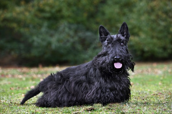 Scottish Terrier