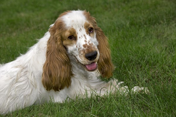 English Cocker Spaniel