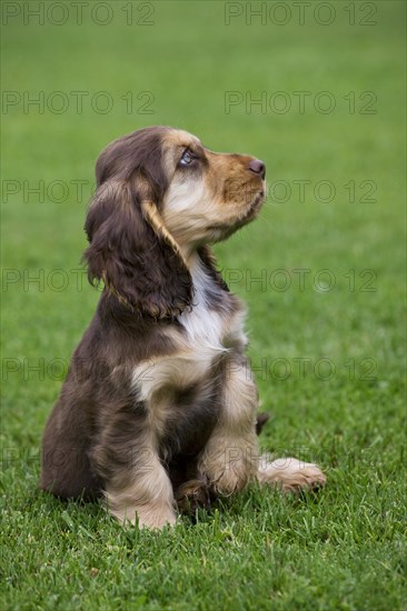 English Cocker Spaniel