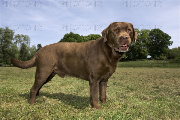 Labrador