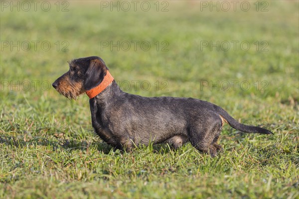 Wire-haired dachshund