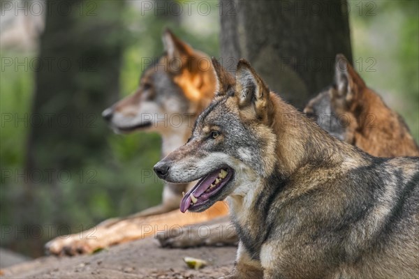 Three European gray wolves
