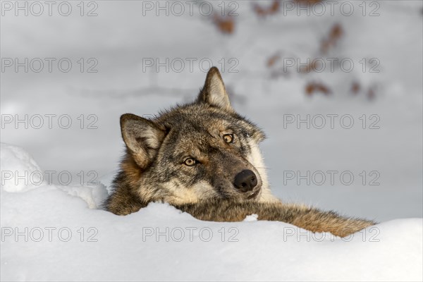 Close up of gray wolf