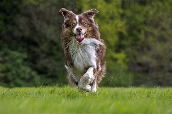 Border collie