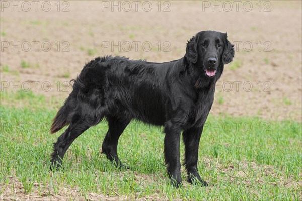 Black flat-coated retriever in field