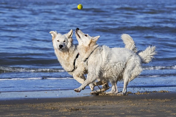 Two Berger Blanc Suisse dogs