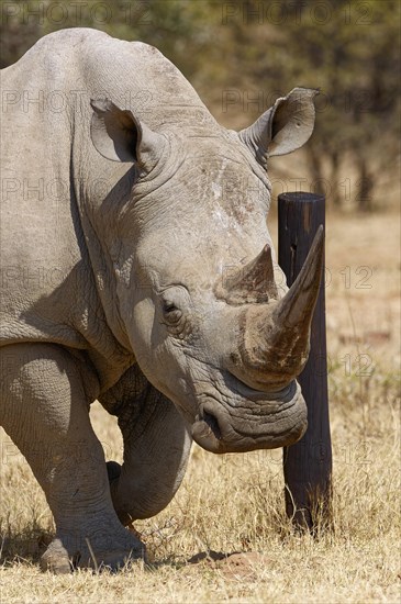 White rhinoceros