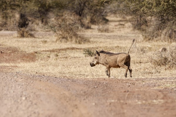 Common warthog