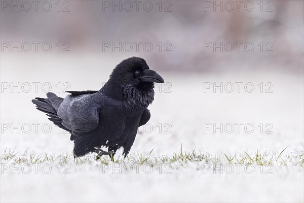 Common raven