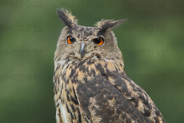 Eurasian eagle-owl