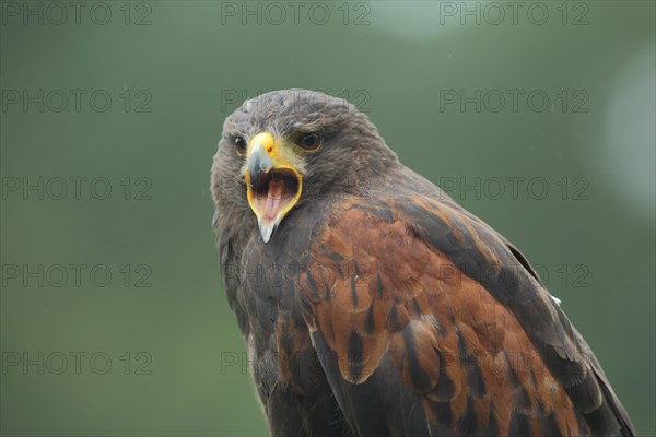 Harris's hawk