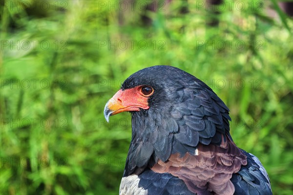 Bateleur