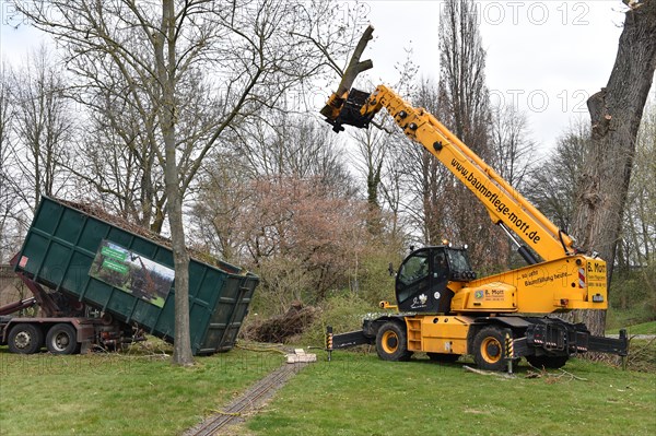 Tree felling with a felling crane in Vellmar