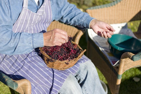 Farmer sorts elderberries