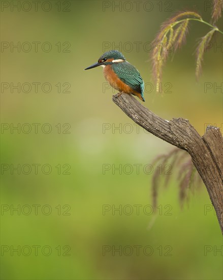 Common kingfisher