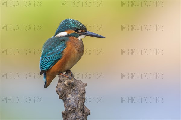 Common kingfisher