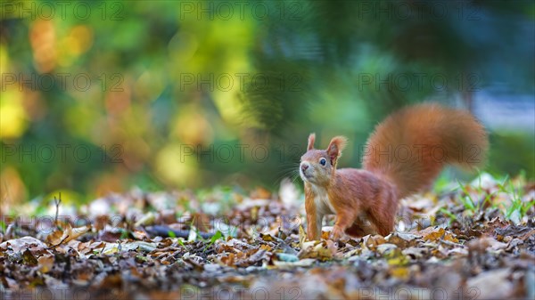 Eurasian red squirrels