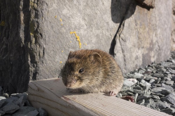 Field Vole