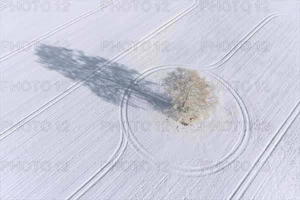 Aerial view over solitary common oak