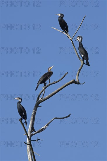 Colony of great cormorants