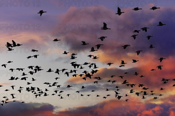 Barnacle Geese