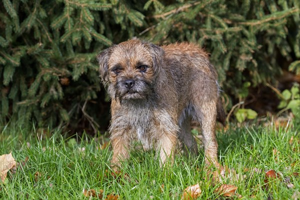 Grizzled border terrier in garden. British dog breed of small