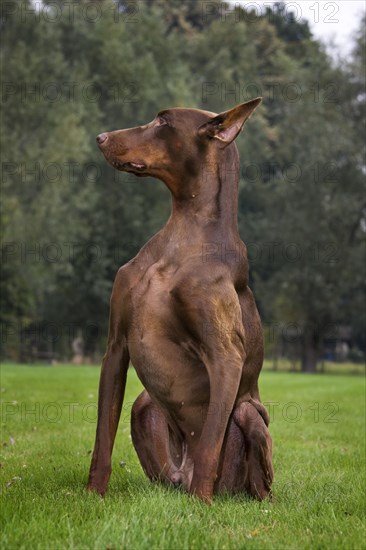 Doberman Pinscher