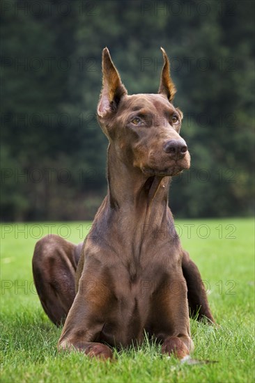 Doberman Pinscher