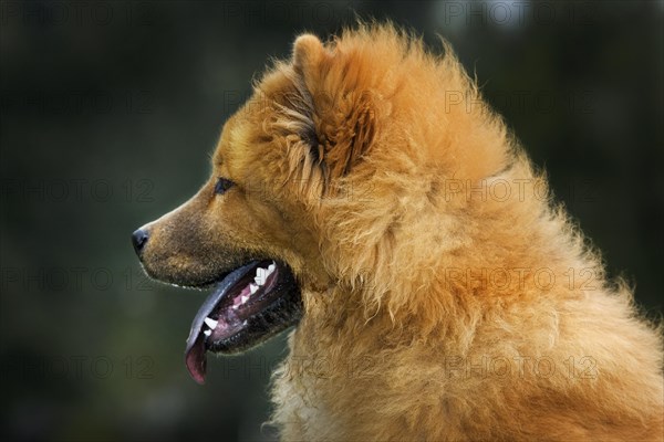 Chow Chow dog