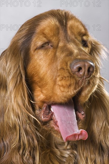 English Cocker Spaniel dog