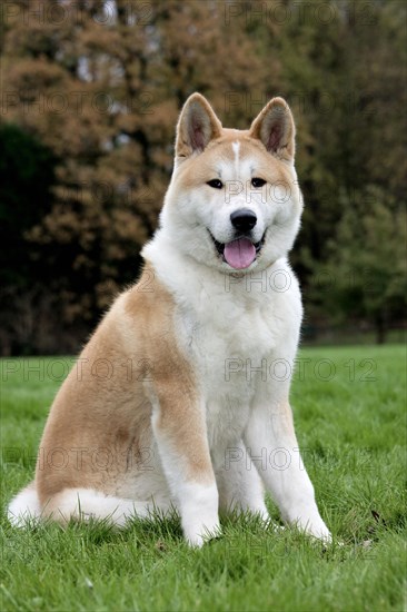 Akita Inu