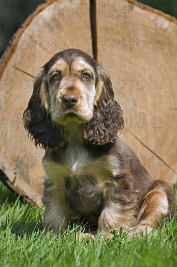 English Cocker Spaniel