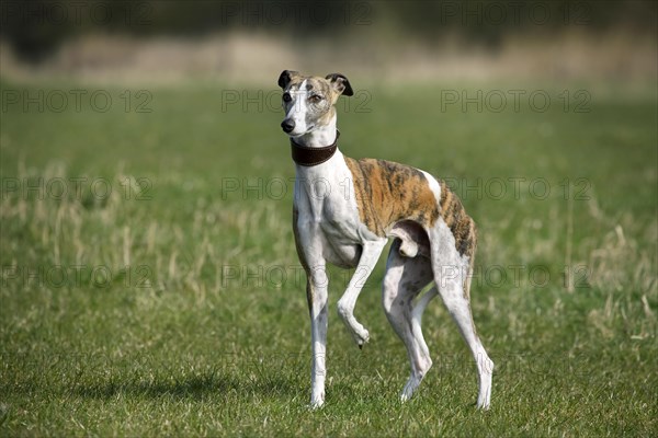 Whippet