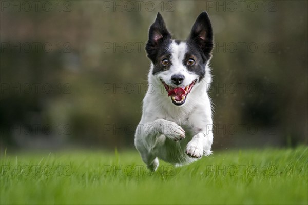 Happy Jack Russell terrier dog running in garden