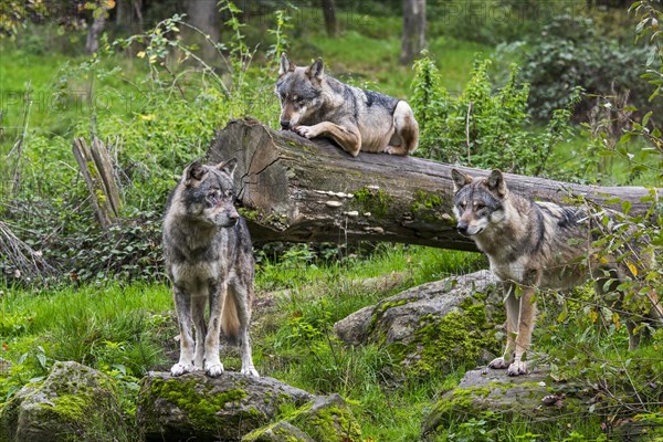 Wolf pack of three Eurasian wolves