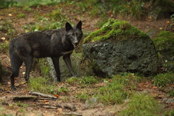 Western mackenzie valley wolf