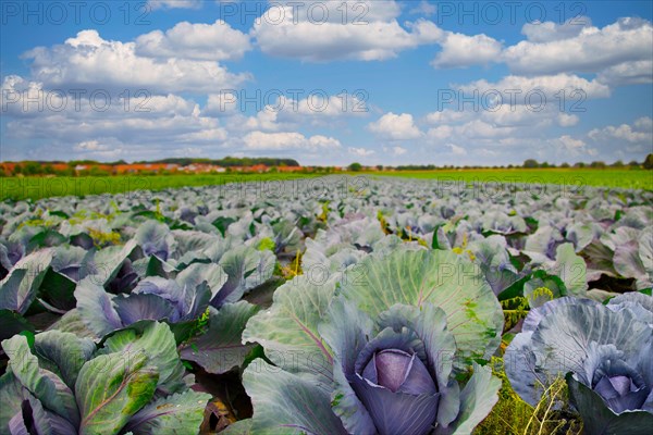 Red cabbage field