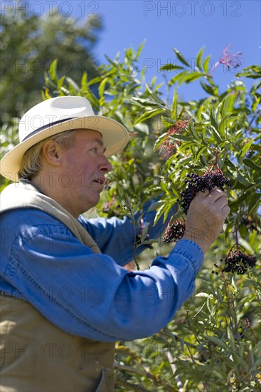 Farmer picking elderberry beer