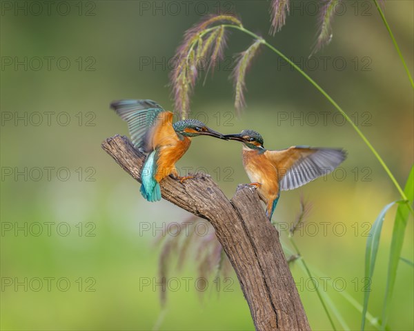 Common kingfisher