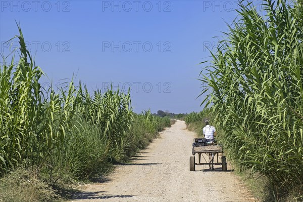 Albanian man riding cart pulled by donkey along dirtroad among cornfield